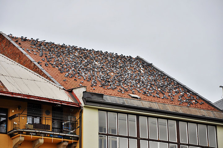 A2B Pest Control are able to install spikes to deter birds from roofs in Shevington. 