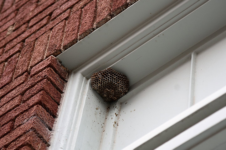 We provide a wasp nest removal service for domestic and commercial properties in Shevington.
